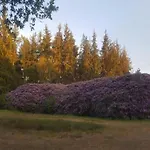 Vakantiehuis In The Dancing Forest