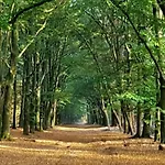 Vakantiehuis In The Dancing Forest Garderen