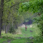 In The Dancing Forest * Garderen