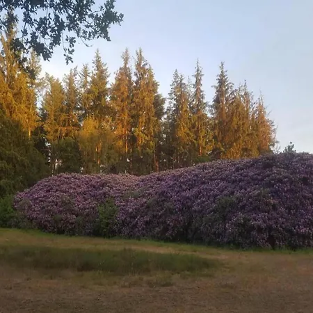 Casa de Férias In The Dancing Forest