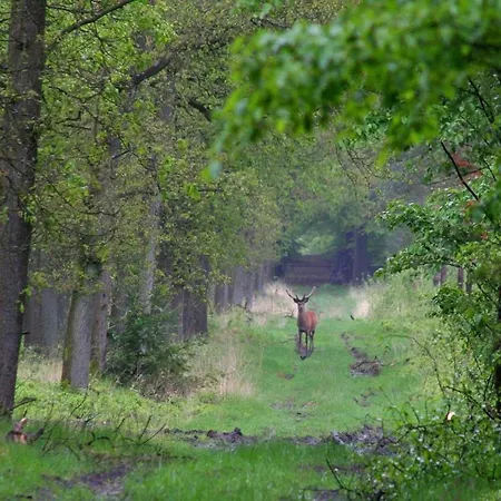 In The Dancing Forest * Garderen