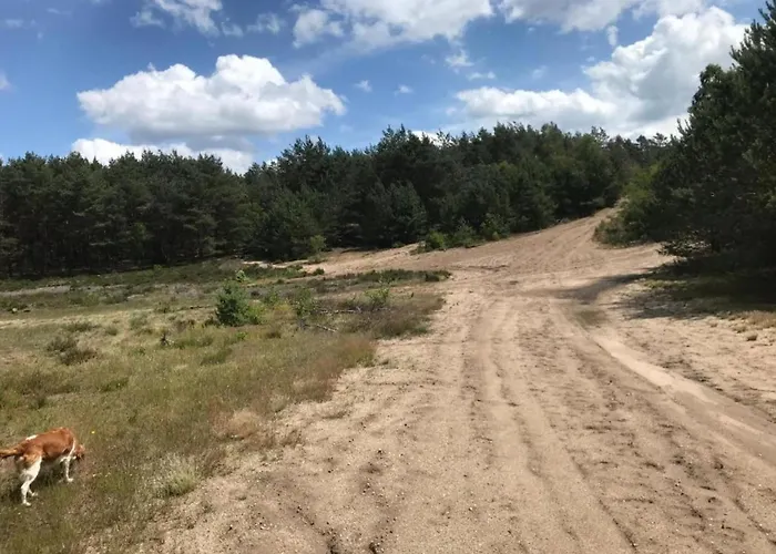 In The Dancing Forest * חרדרן