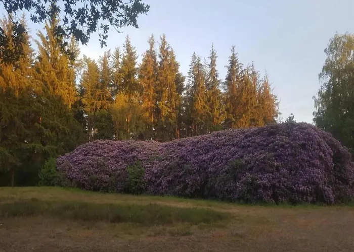 בית נופש In The Dancing Forest