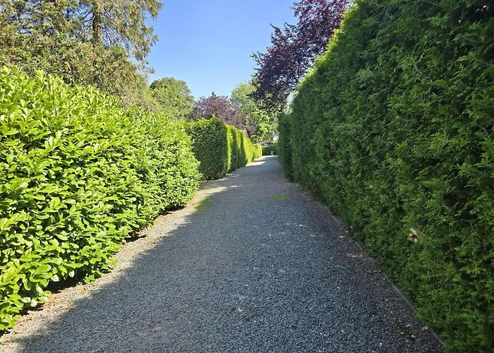 In The Dancing Forest *