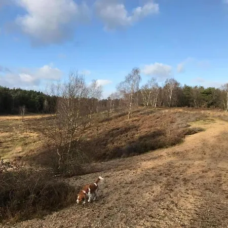 In The Dancing Forest Vakantiehuis Garderen