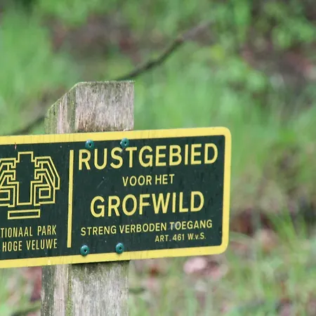 In The Dancing Forest