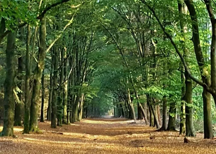 Σπίτι διακοπών In The Dancing Forest Garderen