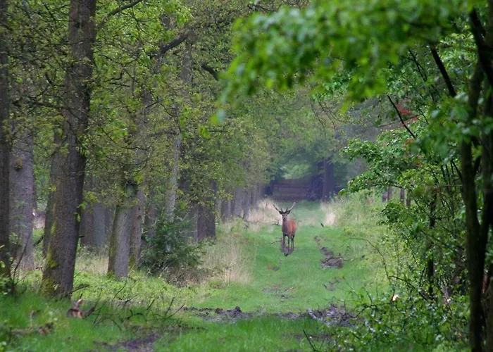 In The Dancing Forest * Garderen