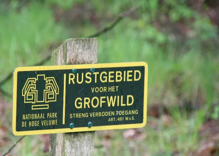 In The Dancing Forest